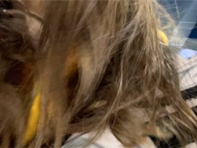 Uitzending screenshots Eliness