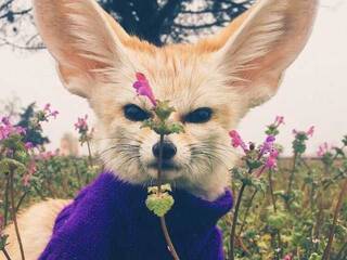 Erotische videochat Anecka31