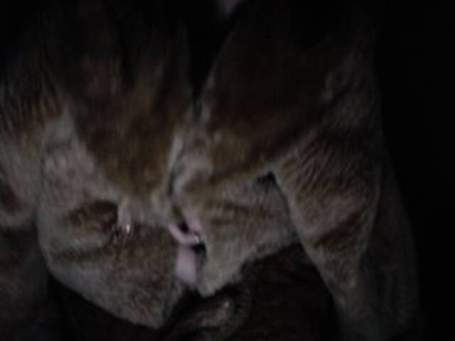 Uitzending screenshots mila-ya