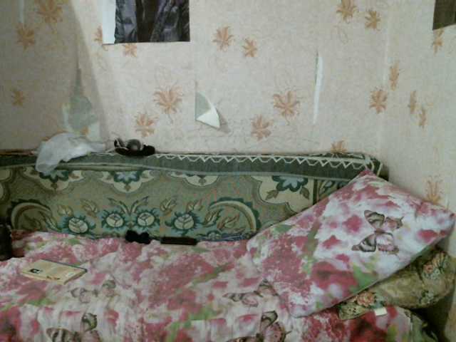 Uitzending screenshots kar0linaa666