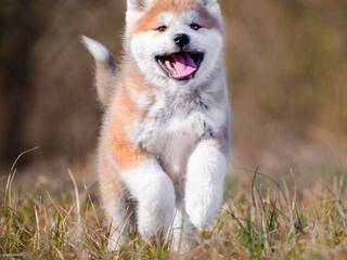 Erotische videochat Val309a